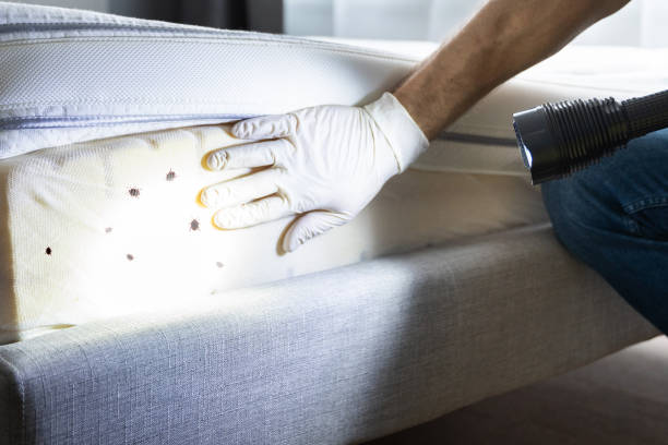 Best Best Pest Control Companies  in Kimball, TN