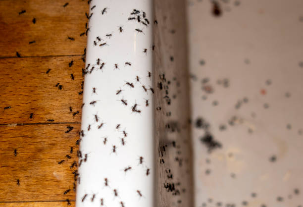 Best Mosquito Control Services  in Kimball, TN