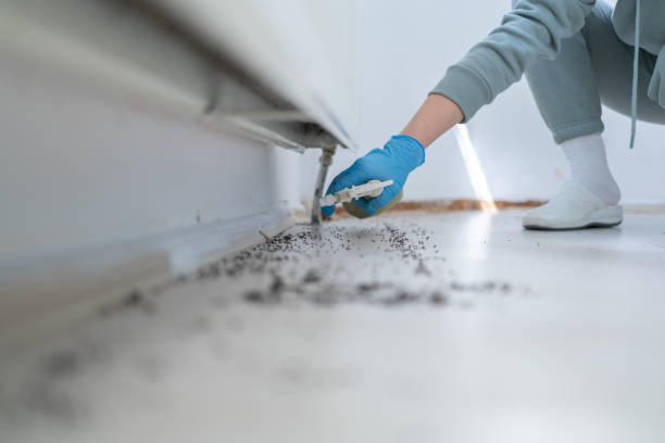 Best Affordable Pest Control Services  in Kimball, TN